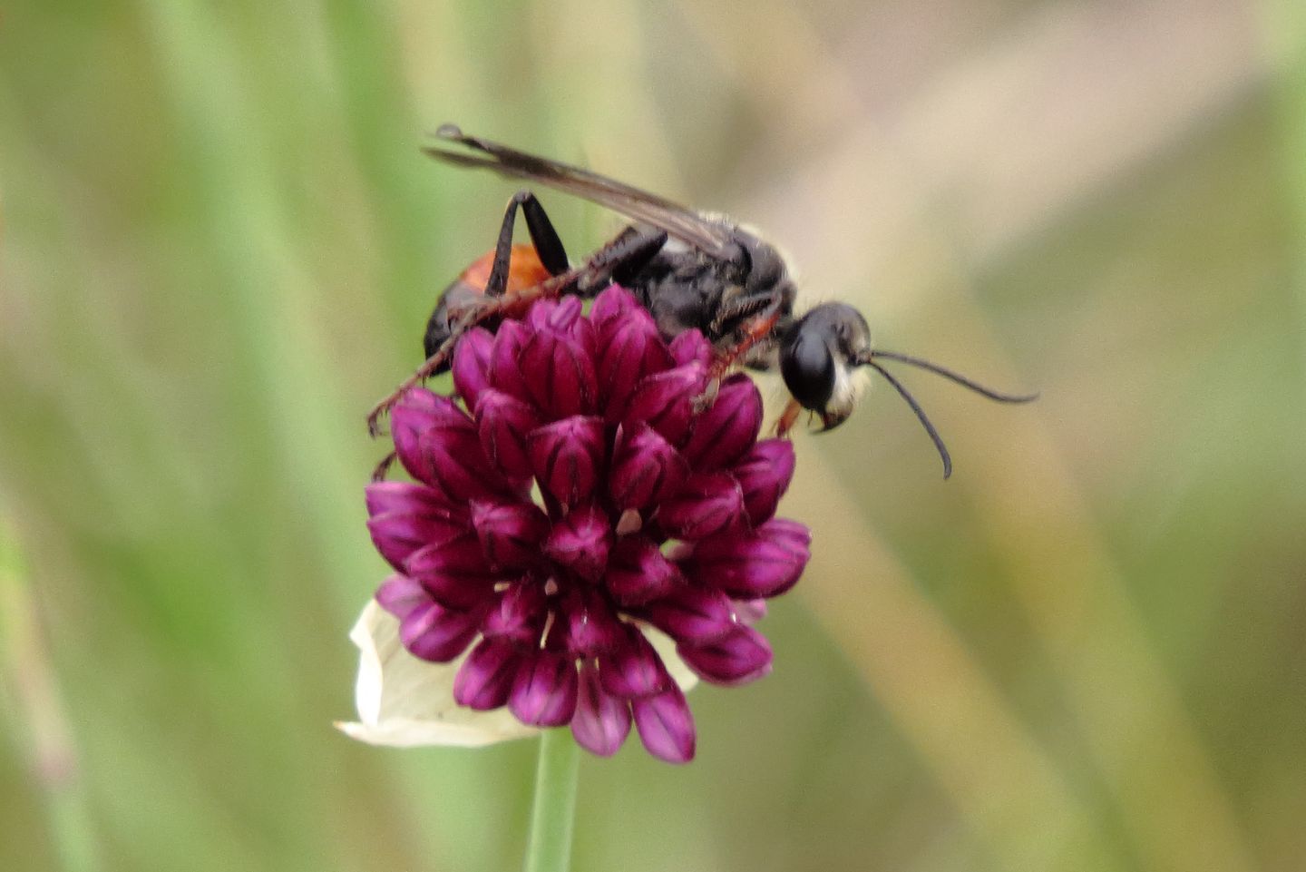 Wespe ist an einer violetten Blüte