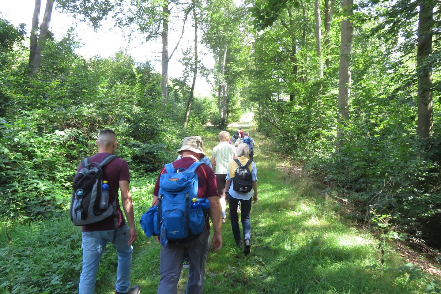 Menschen wandern bei Sonnenschein im Wald.