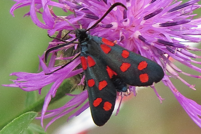 Ein gepunkteter Schmetterling sitzt an einer Blume