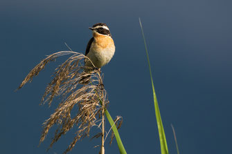 Braunkehlchen (Foto: Andreas Hartl, LBV-Bildarchiv)