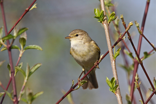 Fitis (Foto: Moning Dr. Christoph, LBV-Bildarchiv)